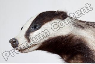 Badger body photo reference 0007
